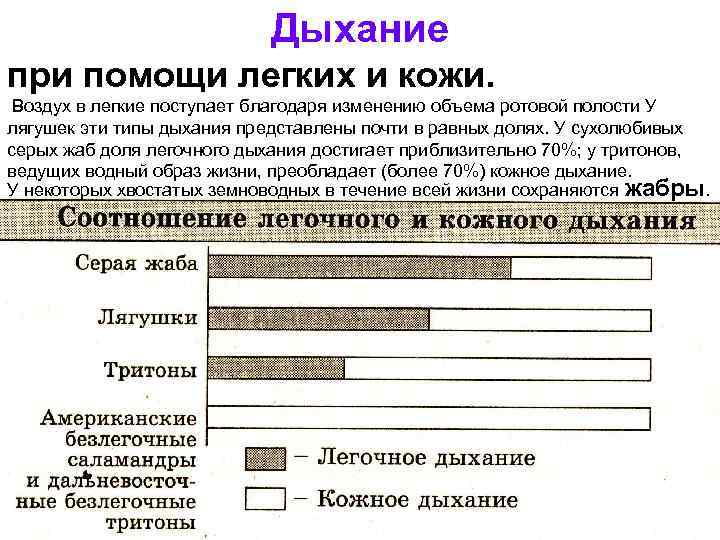       Дыхание при помощи легких и кожи.  Воздух