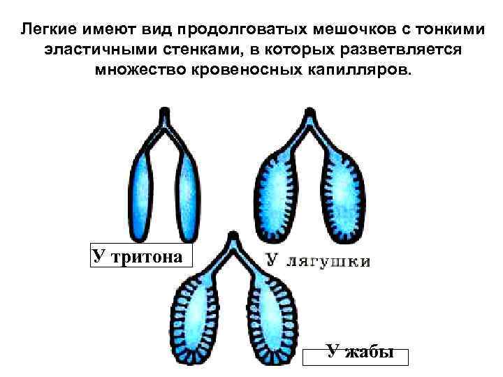 Легкие имеют вид продолговатых мешочков с тонкими  эластичными стенками, в которых разветвляется 