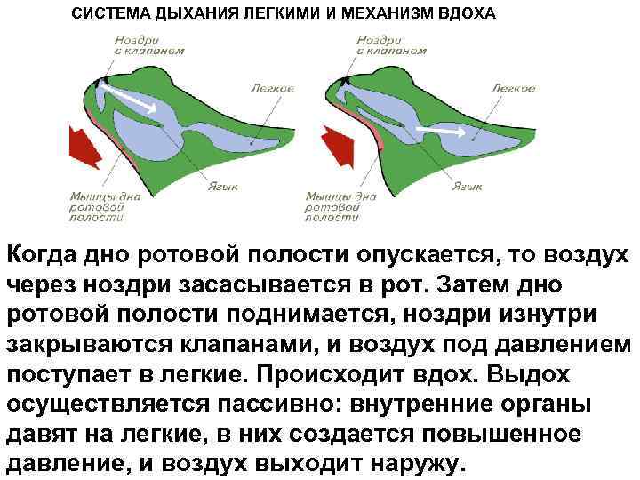   СИСТЕМА ДЫХАНИЯ ЛЕГКИМИ И МЕХАНИЗМ ВДОХА Когда дно ротовой полости опускается, то