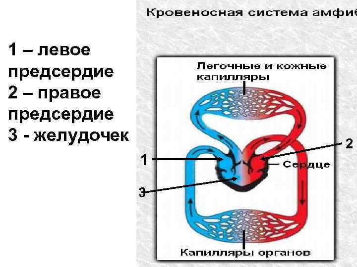 Схема кровеносной системы бесхвостой амфибии