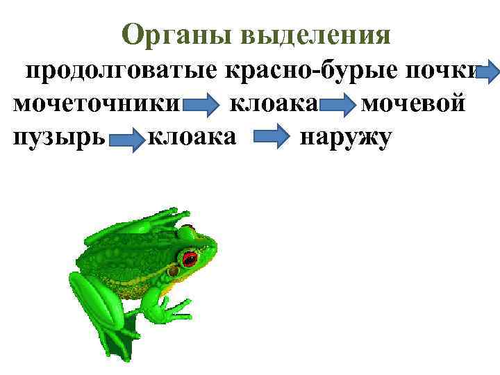   Органы выделения продолговатые красно-бурые почки мочеточники  клоака  мочевой пузырь 