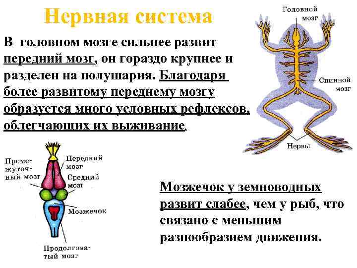  Нервная система В головном мозге сильнее развит передний мозг, он гораздо крупнее и