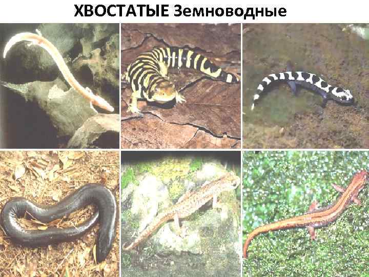 ХВОСТАТЫЕ Земноводные 