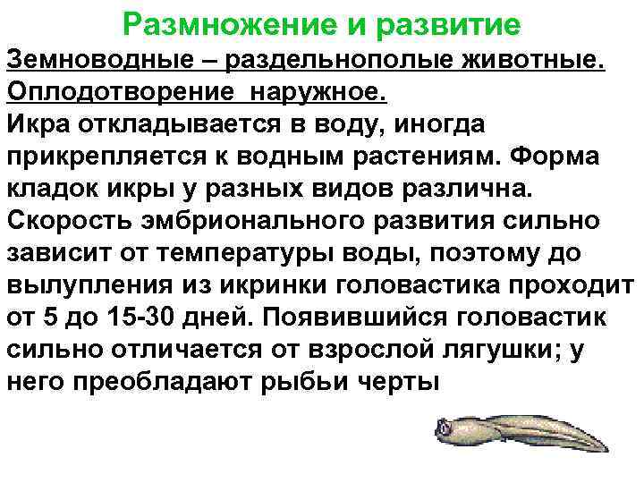   Размножение и развитие Земноводные – раздельнополые животные.  Оплодотворение наружное.  Икра