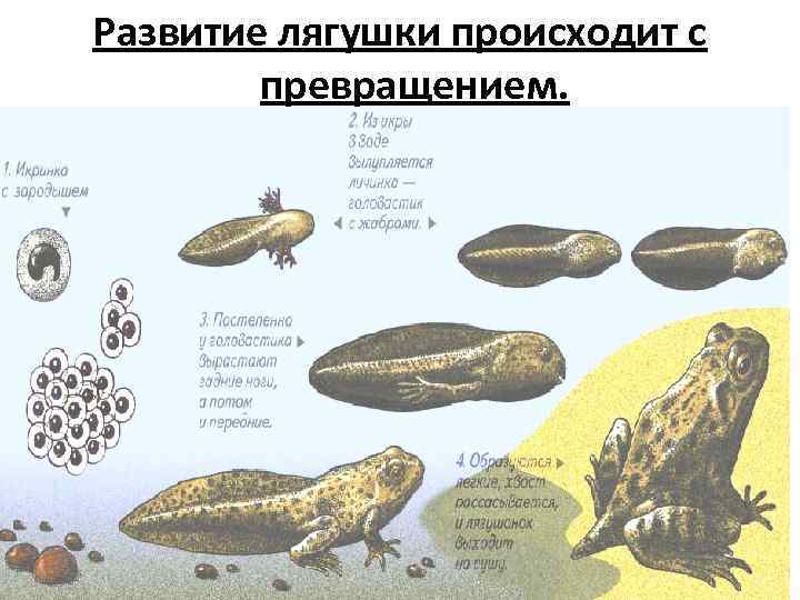 Развитие лягушки происходит с   превращением.  