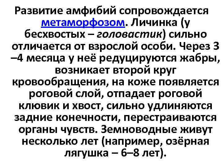  Развитие амфибий сопровождается  метаморфозом. Личинка (у бесхвостых – головастик) сильно отличается от