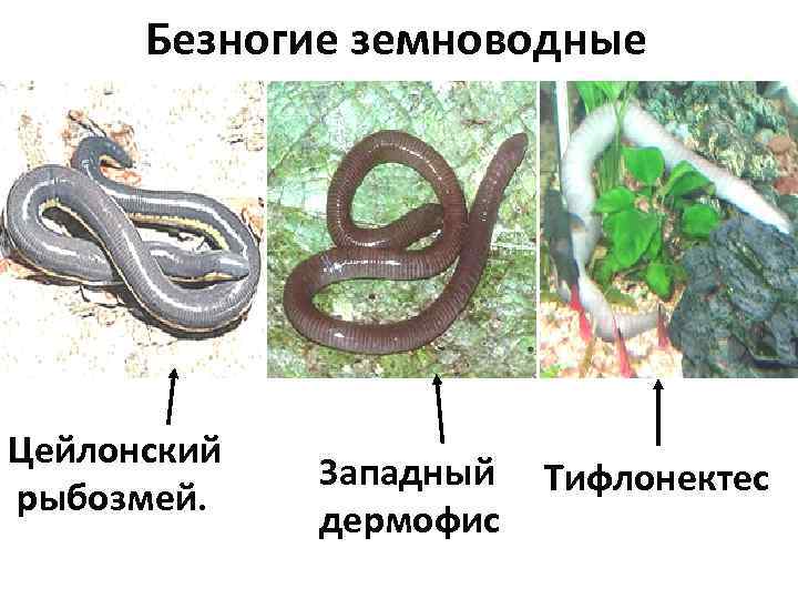   Безногие земноводные Цейлонский    Западный Тифлонектес  рыбозмей.  