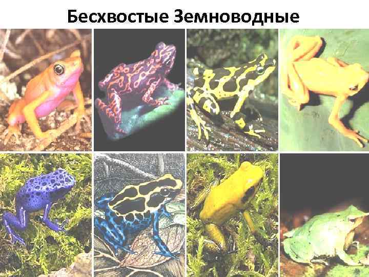Бесхвостые Земноводные 