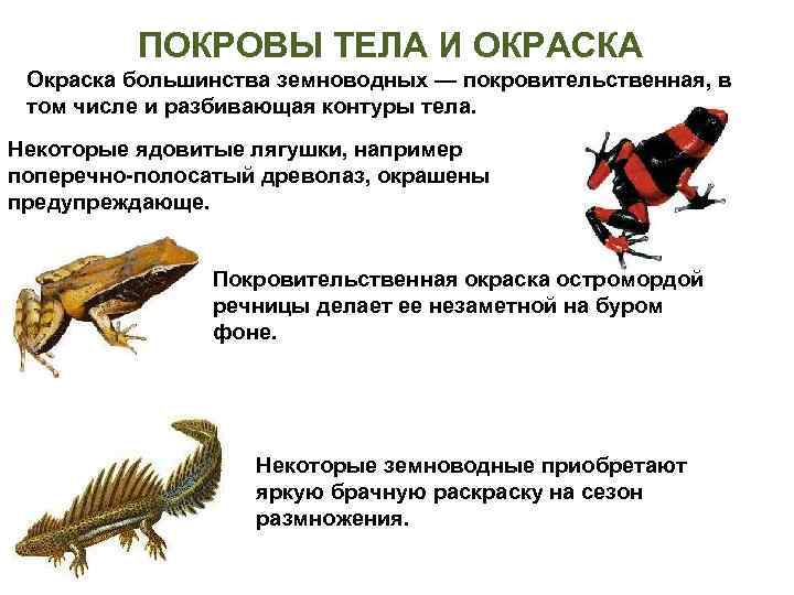    ПОКРОВЫ ТЕЛА И ОКРАСКА Окраска большинства земноводных — покровительственная, в 