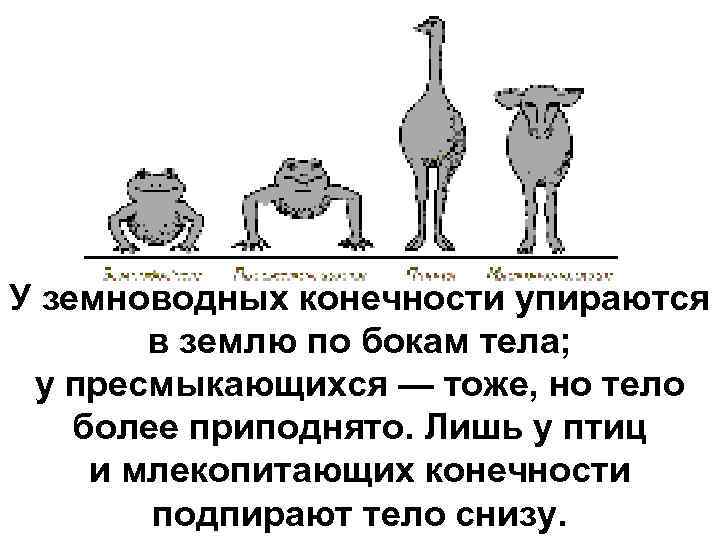 У земноводных конечности упираются   в землю по бокам тела;  у пресмыкающихся