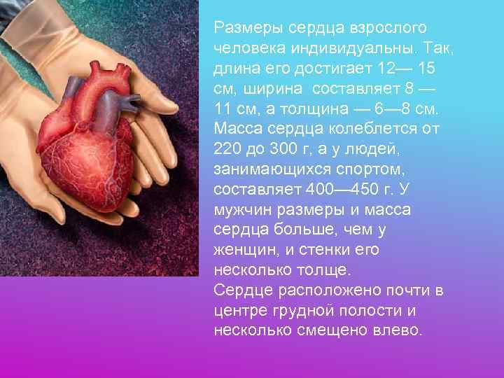 Размеры сердца взрослого человека индивидуальны. Так, длина его достигает 12— 15 см, ширина составляет