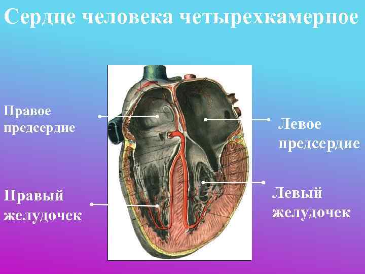 Сердце человека четырехкамерное  Правое предсердие   Левое     предсердие