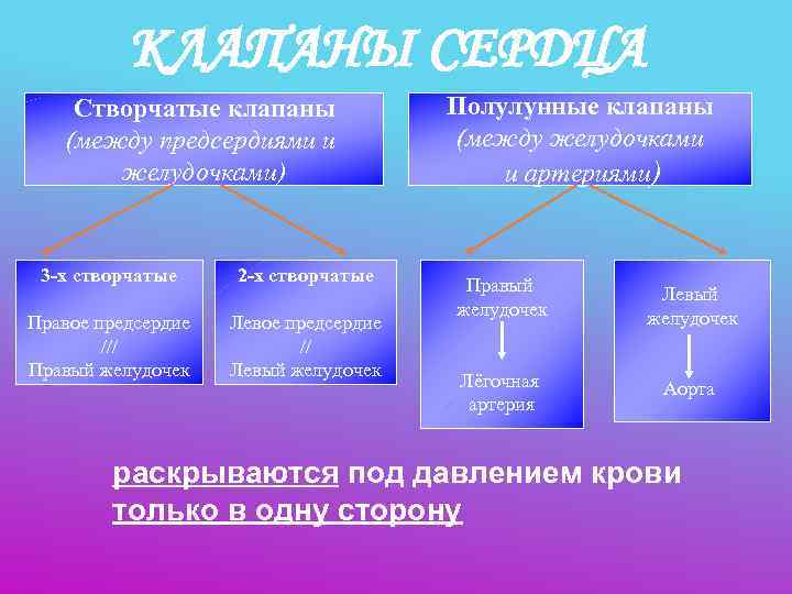 Сокращение предсердий полулунные клапаны. Створчатые клапаны. Створчатые и полулунные клапаны. Створчатые клапаны между. Клапаны сердца створчатые и полулунные.