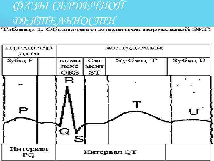 ФАЗЫ СЕРДЕЧНОЙ ДЕЯТЕЛЬНОСТИ 