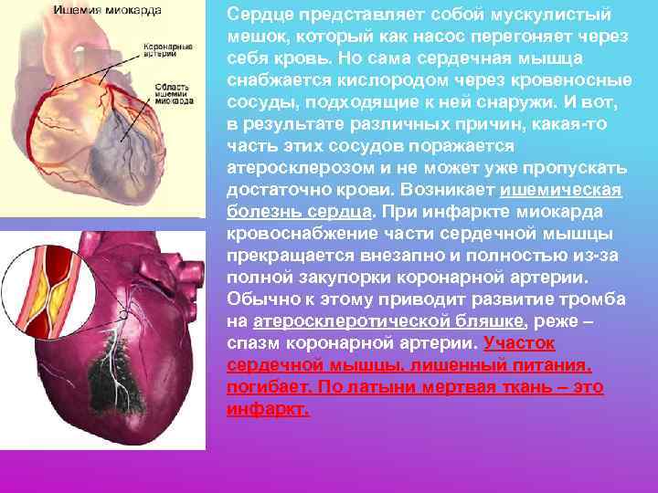 Сердце представляет собой мускулистый мешок, который как насос перегоняет через себя кровь. Но сама