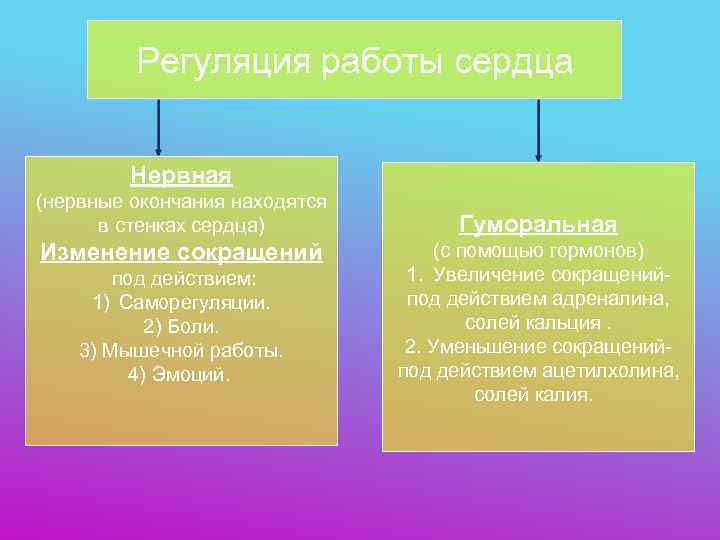    Регуляция работы сердца  Нервная (нервные окончания находятся  в стенках