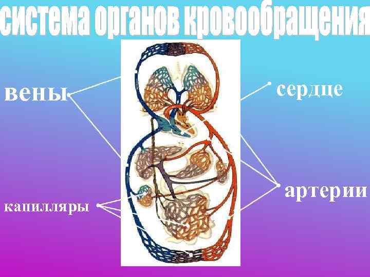 вены  сердце    артерии капилляры 