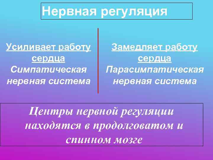  Нервная регуляция Усиливает работу Замедляет работу сердца    сердца Симпатическая Парасимпатическая