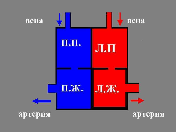  вена  П. П.    Л. П   П. Ж.