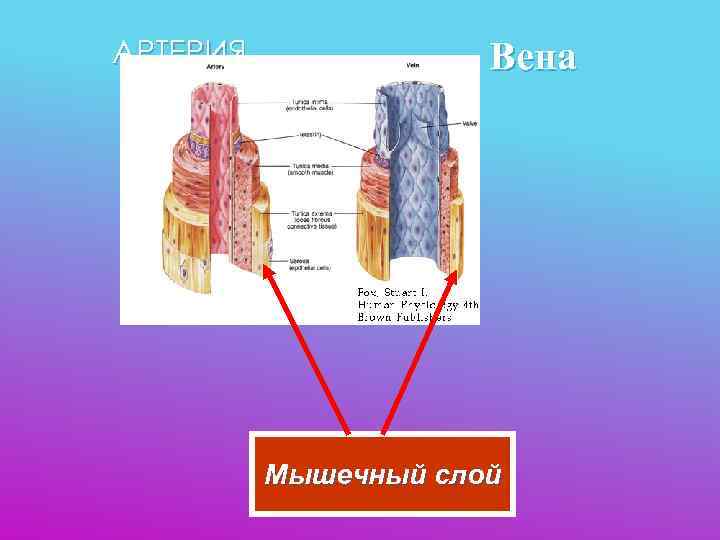 АРТЕРИЯ    Вена    Мышечный слой 