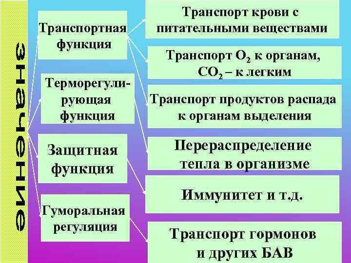     Транспорт крови с Транспортная  питательными веществами  функция 