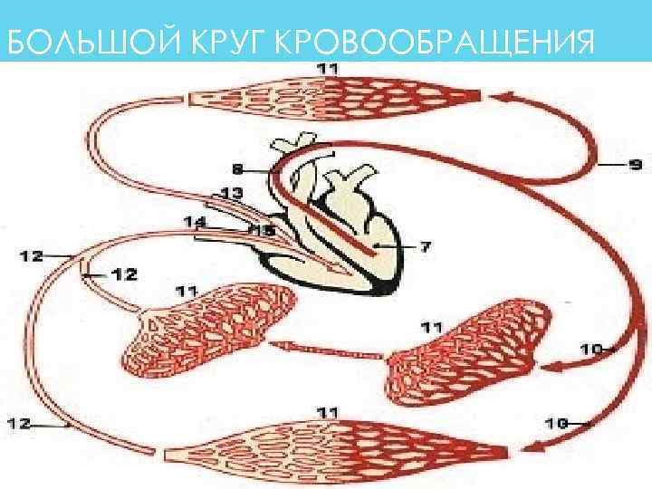 БОЛЬШОЙ КРУГ КРОВООБРАЩЕНИЯ      81 