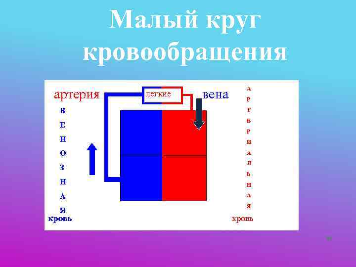    Малый круг   кровообращения      А