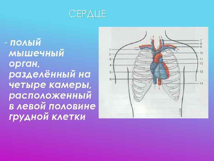   СЕРДЦЕ - полый  мышечный  орган,  разделённый на  четыре