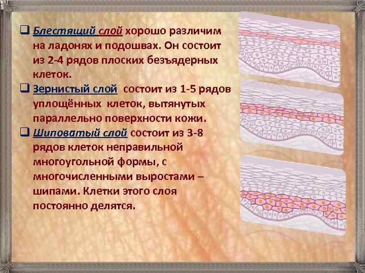 q Блестящий слой хорошо различим  на ладонях и подошвах. Он состоит  из