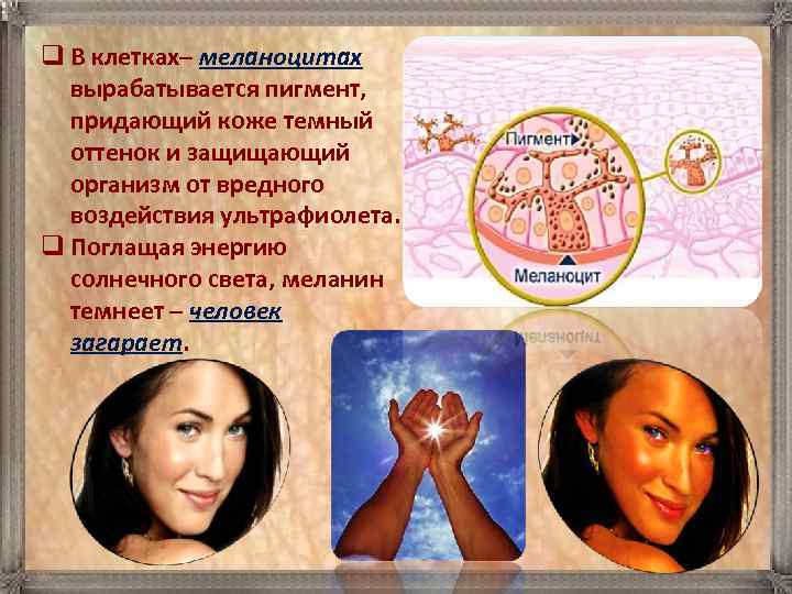 q В клетках– меланоцитах вырабатывается пигмент, придающий коже темный  оттенок и защищающий 