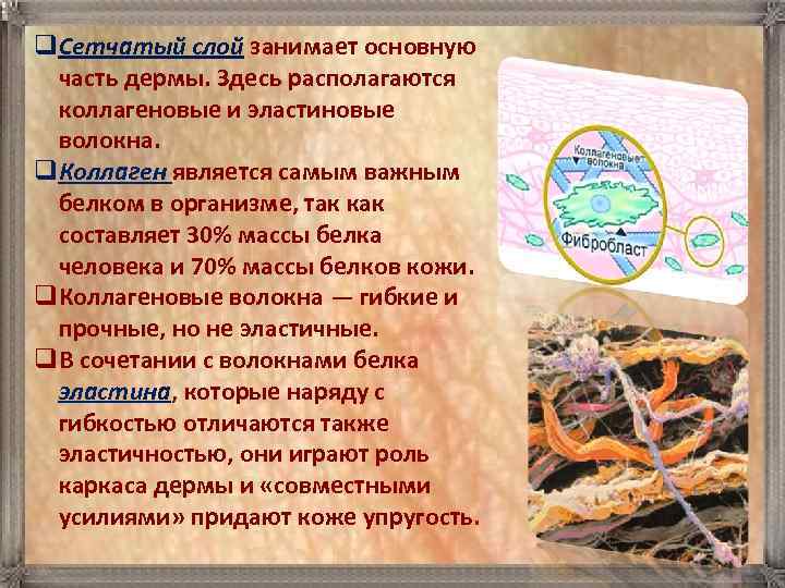 q. Сетчатый слой занимает основную  часть дермы. Здесь располагаются  коллагеновые и эластиновые