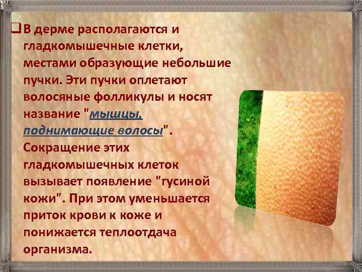 q В дерме располагаются и  гладкомышечные клетки, местами образующие небольшие  пучки. Эти