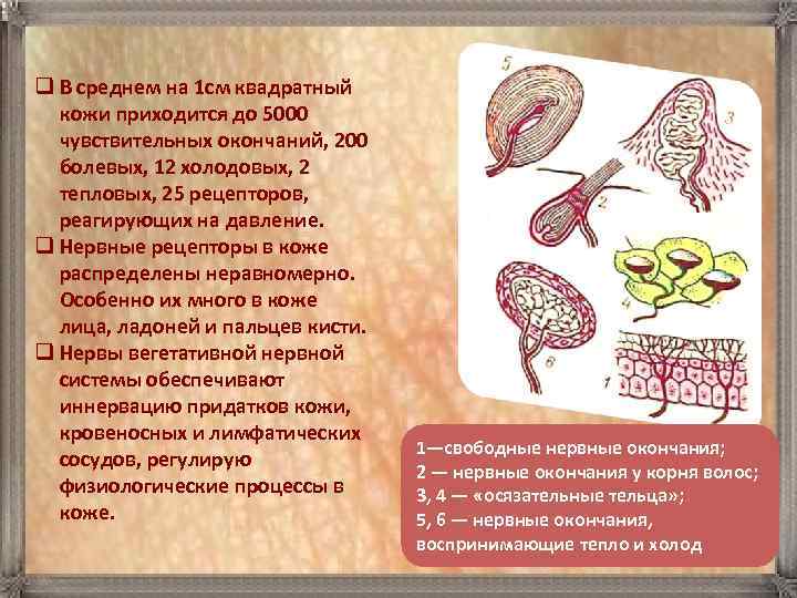 q В среднем на 1 см квадратный  кожи приходится до 5000  чувствительных