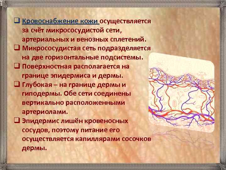 q Кровоснабжение кожи осуществляется  за счёт микрососудистой сети, артериальных и венозных сплетений. 