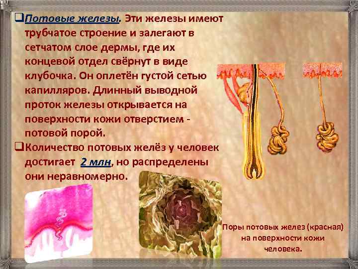 q. Потовые железы. Эти железы имеют  трубчатое строение и залегают в  сетчатом