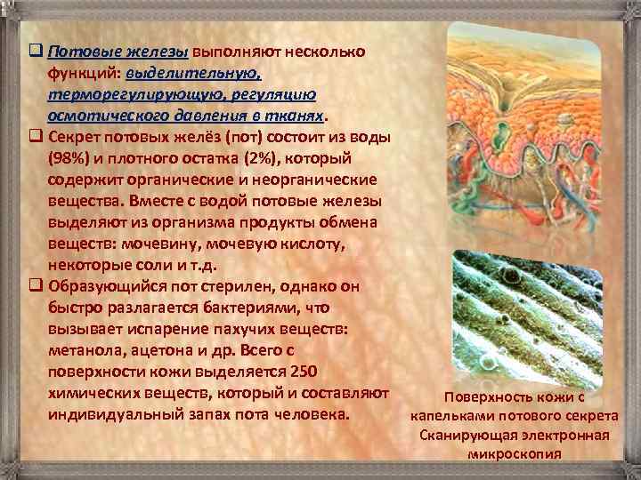 q Потовые железы выполняют несколько  функций: выделительную,  терморегулирующую, регуляцию  осмотического давления