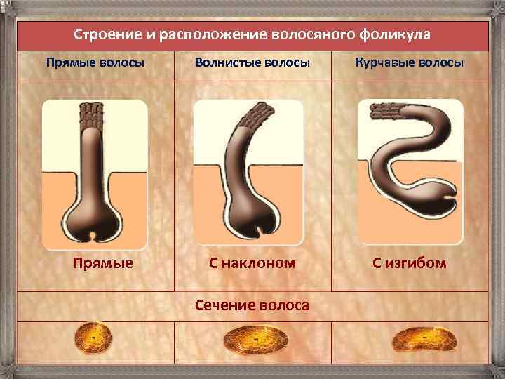    Строение и расположение волосяного фоликула Прямые волосы  Волнистые волосы 