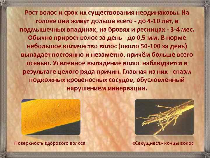   Рост волос и срок их существования неодинаковы. На   голове они
