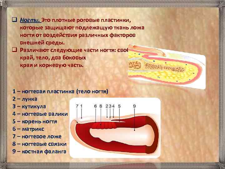 q Ногти. Это плотные роговые пластинки,   которые защищают подлежащую ткань ложа 
