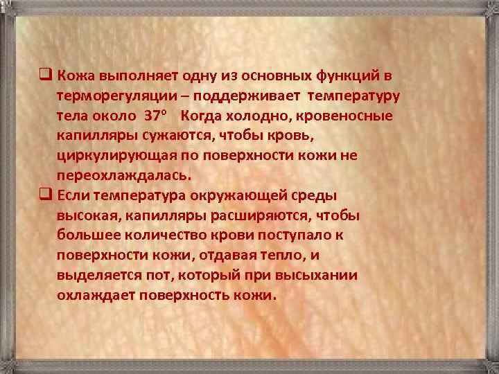 q Кожа выполняет одну из основных функций в  терморегуляции – поддерживает температуру 