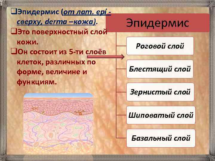 q. Эпидермис (от лат. epi - сверху, derma –кожа).  Эпидермис q. Это поверхностный