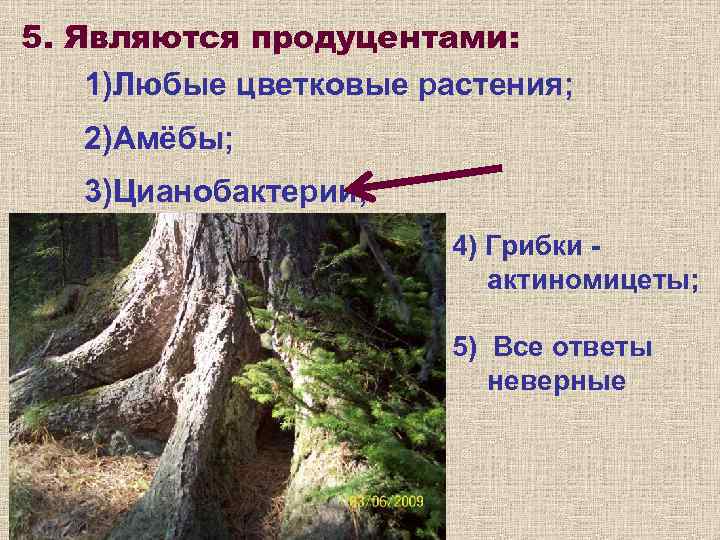 5. Являются продуцентами: 1)Любые цветковые растения; 2)Амёбы; 3)Цианобактерии;     4) Грибки
