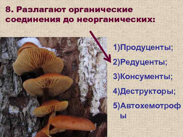 8. Разлагают органические соединения до неорганических:    1)Продуценты;    