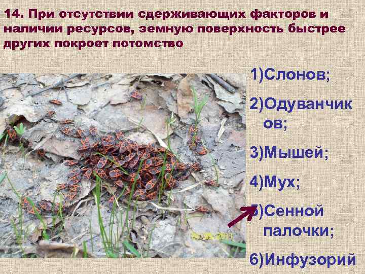 14. При отсутствии сдерживающих факторов и наличии ресурсов, земную поверхность быстрее других покроет потомство