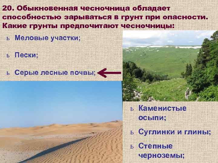 20. Обыкновенная чесночница обладает способностью зарываться в грунт при опасности. Какие грунты предпочитают чесночницы: