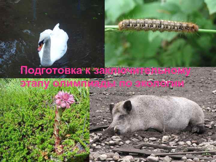 Подготовка к заключительному этапу олимпиады по экологии 