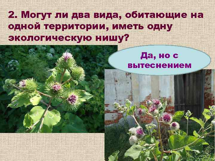 2. Могут ли два вида, обитающие на одной территории, иметь одну экологическую нишу? 