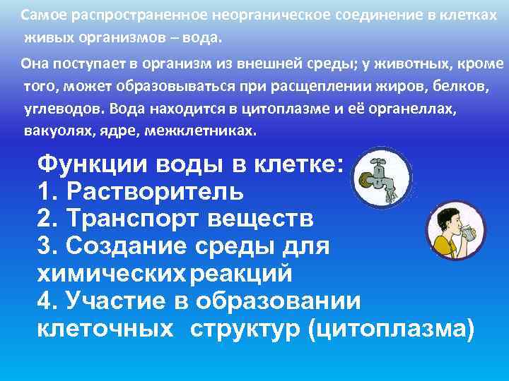 Самое распространенное неорганическое соединение в клетках живых организмов – вода. Она поступает в организм