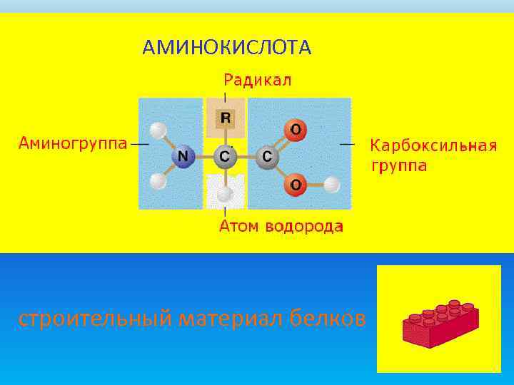   АМИНОКИСЛОТА строительный материал белков 