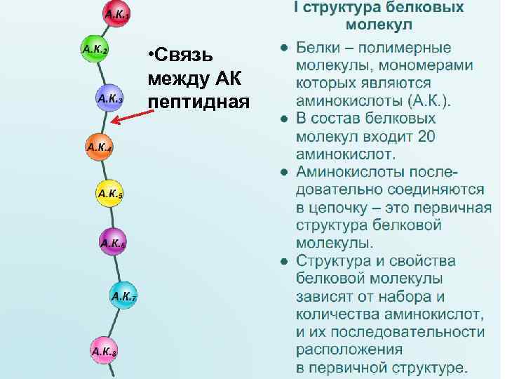  • Связь между АК пептидная 